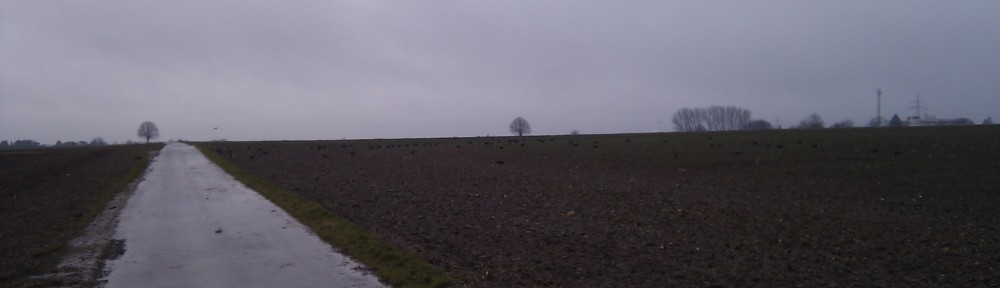 Dutzende Krähen sitzen im Feld und picken.