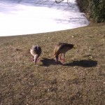 Enten suchen nach Nahrung am zugefrorenen Weiher