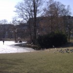 Enten am "Warmen Damm"