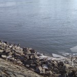 Eisschollen im Rhein