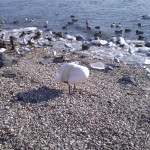 Vögel und Gänse am Rheinstrand