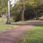 Enten am Weiher im Kurpark