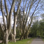 Bäume in der Nähe des Kurparks