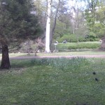 Enten im Kurpark