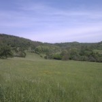 Grüne Wiesen bei Merchingen