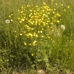 Butterblumen am Wegesrand
