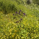 Lila Tupfen in einem Meer von Gelb