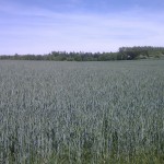 Blick über Weizen-Felder