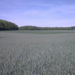 Blick über Weizen-Felder