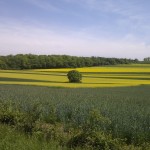 Ein einsamer Baum unter Rapsfelder