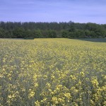 Ein Rapsfeld ganz nah