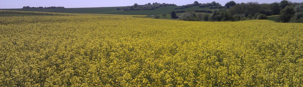 Weit und Breit nur Raps