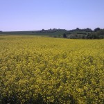 Weit und Breit nur Raps