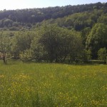 Auch hier alles gelb, aber von hunderten Butterblumen