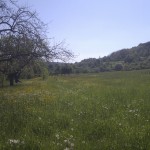 Frühlingsimpression